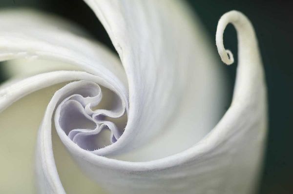 USA, Pennsylvania Datura flower close-up